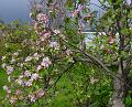 2008-0412_1445_Apple_Tree_10,5_C